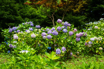 大阪市の長居植物園で見た、紫色のカラフルな紫陽花