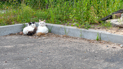 Two white cats are sleeping outside.