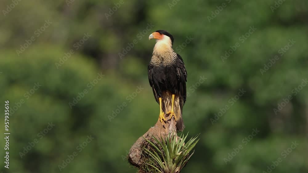 Wall mural Caracara in the rainforest of Costa Rica 