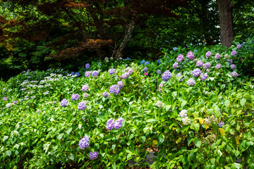 大阪市の長居植物園で見た、太陽光に照らされるカラフルな紫陽花