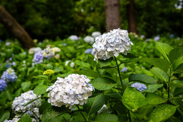 大阪市の長居植物園で見た白い紫陽花のアップ