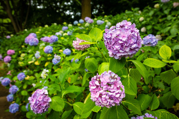 大阪市の長居植物園で見た、ピンクや紫色などのカラフルな紫陽花