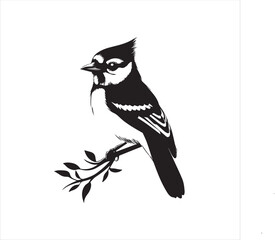 lack  Blue jay Silhouette Vector on Whit Background