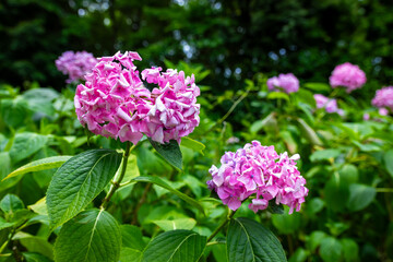 大阪府吹田市の万博記念公園で見た、ピンク色の紫陽花のアップ