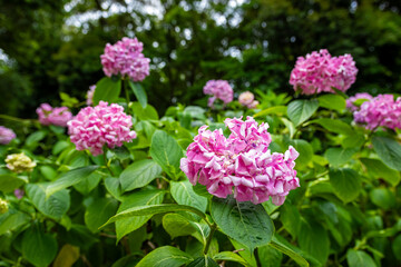 大阪府吹田市の万博記念公園で見た、ピンク色の紫陽花のアップ