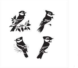 lack  Blue jay Silhouette Vector on Whit Background