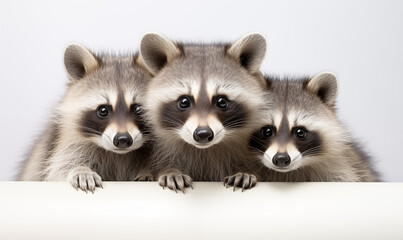 Obraz premium Raccoon Studio Shot on a Clean Background