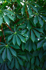 botanical background of castor oil plant leaves