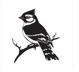 lack  Blue jay Silhouette Vector on Whit Background