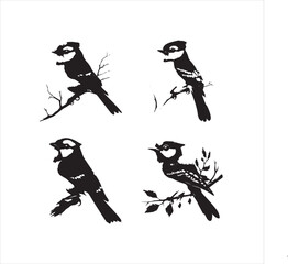 lack  Blue jay Silhouette Vector on Whit Background