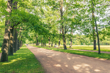 A path in a park with trees and a bench