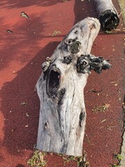 A log is placed on a red background.