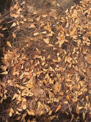 Many small dry leaves floating in the water for background image.
