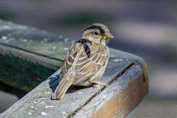A sparrow sits on a wooden railing on an autumn day