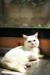 White cat and beautiful sunlight