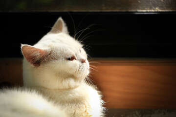 Obraz premium White cat and beautiful sunlight