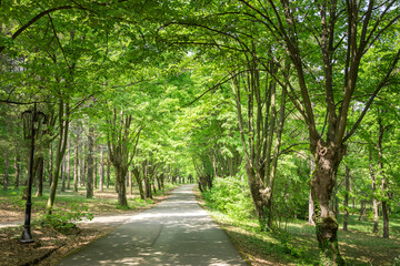 Obraz premium A path through a forest with trees on either side