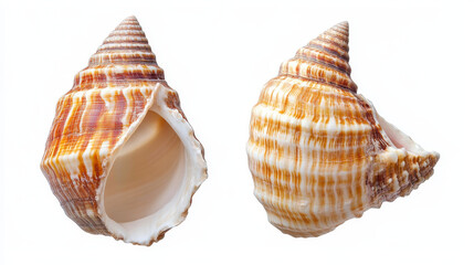 Obraz premium Both sides of a sea shell displayed against a white background, showcasing the intricate patterns and natural beauty of the shell from different angles