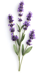 Obraz premium Lavender flowers isolated on white background. Organic Lavandula herb stems with buds and green leaves 