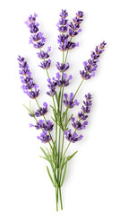 Obraz premium Lavender flowers isolated on white background. Organic Lavandula herb stems with buds and green leaves 