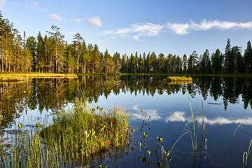 Fototapeta premium reflection of trees in water