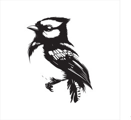 lack  Blue jay Silhouette Vector on Whit Background