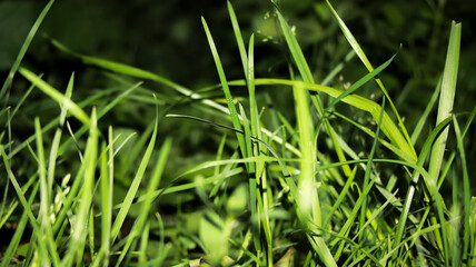 a close-up view of green grass blades with a blurred background