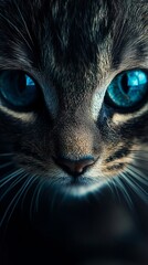 A close up of a cat's face with blue eyes