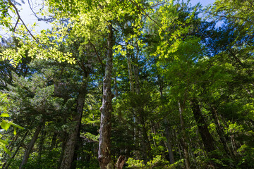 日本の風景・初夏　長野　新緑の上高地
