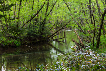 日本の風景・初夏　長野　新緑の上高地