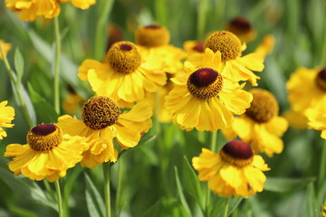 Helenium autumnale. Yellow and red flowers in garden.