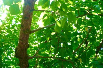 木漏れ日が差し込む新緑　林檎の木を見上げた風景