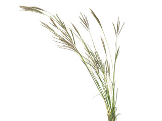 Yellow bluestem grass isolated on white, Bothriochloa ischaemum
