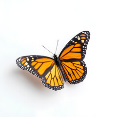 Fototapeta premium butterfly isolated on white