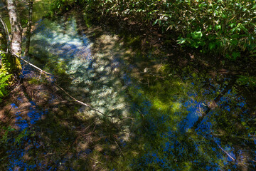 日本の風景・初夏　長野　新緑の上高地