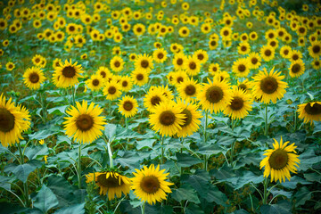 field of sunflowers