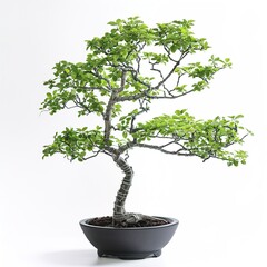 Less lead tree on black pot isolated on white 