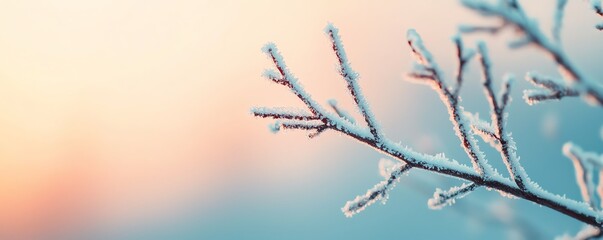 Obraz premium A frosty branch against a soft pastel backdrop, capturing the beauty of winter's chill and serene atmosphere.