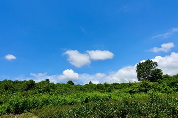 Obraz premium 気持ちいい青空と草原