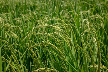 刈取り一か月前の稲穂