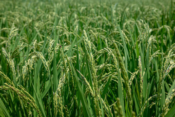 刈取り一か月前の稲穂