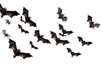 flying flock of bats isolated on white background