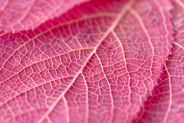 Mysterious pink leaf veins
