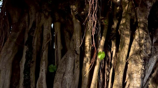 Lianas del &aacute;rbol