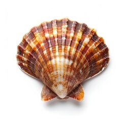 Obraz premium Atlantic Scallop Shell on White Background isolated on white background 