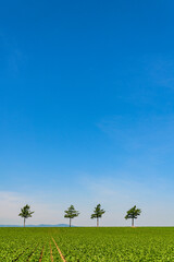 めまんべつメルヘンの丘
