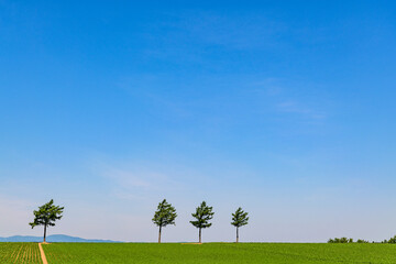 めまんべつメルヘンの丘

