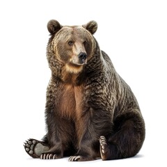 Fototapeta premium brown bear isolated on white