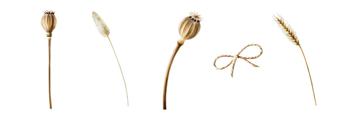 Realistic set with dried poppy heads, ear of wheat, plants. Watercolor hand drawn twine bow, box...