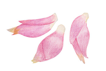 ミョウガのイラスト